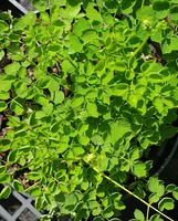 Thalictrum delavayi 'Album'